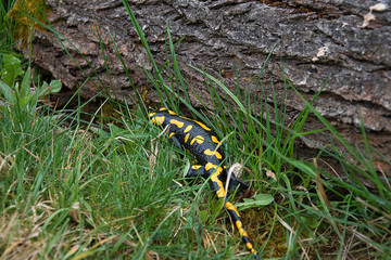 Salamandra salamandra. Salamander crawls into hiding. Strongly endangered animal species. Black-yellow color of Amphibian.