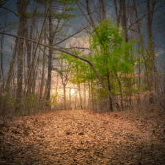 A hiking trail in the woods in early spring at Stokes State Forest, New Jersey