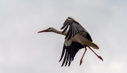 Storch im Flug