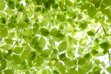 Springtime beech leaves