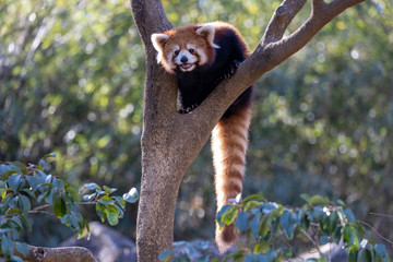 Fototapeta premium レッサーパンダ