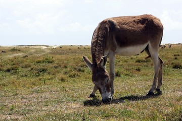 Tierisch gut