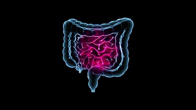 human intestines motion loop
