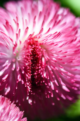 Pink Flower with Macro Lens