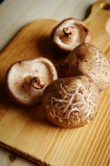 Shiitake mushroom