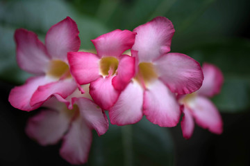 Close up of pink Impala Lily flowers,Impala Lily,Desert rose flo