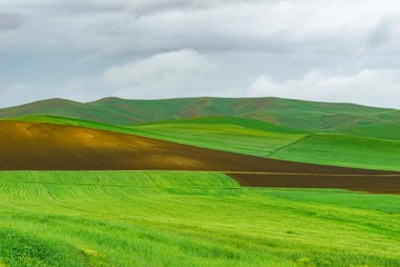 Fototapeta premium green field and blue sky