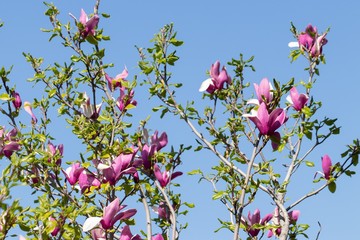Obraz na płótnie Canvas Large flowers of Magnolia soulangeana on a branch against a blue