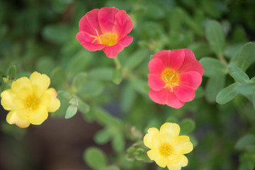 Flower in the garden called Common Purslane, Verdolaga, Pigweed,