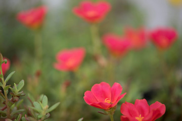 Flower in the garden called Common Purslane, Verdolaga, Pigweed,