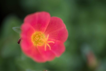 Flower in the garden called Common Purslane, Verdolaga, Pigweed,