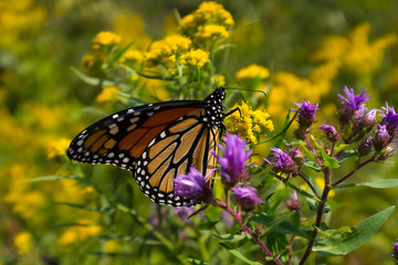 monarch butterfly on a flower