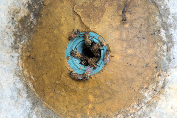 The bees are working inside the hive. Useful food and traditiona