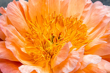 Fototapeta na wymiar Close up einer Pfingstrosenblüte