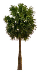 Washington Palm Tree isolated on white background with a high resolution suitable for graphic. with clipping path