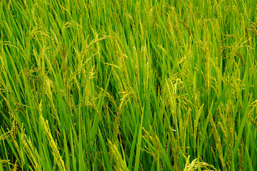 Rice field or paddy field in Malaysia. Paddy plant is still young about a few weeks old.
