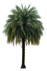 Washington Palm Tree isolated on white background with a high resolution suitable for graphic. with clipping path