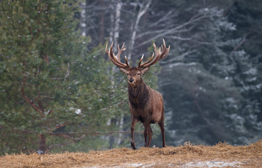Gorgeous Viripotent Deer ( Cervus Elaphus ) Leaves The Pine Forest, Proudly Raising His Head. Artistic Winter Wildlife Landscape With Marriageable Red Deer Stag. Lonely Buck With Magnificent Antlers  - 340650221
