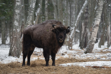 Aurochs Or Bison Bonasus. Huge European Brown Bison. Wisent , One Of The Zoological Attraction Of Bialowieza Forest, Belarus. Lonely Endangered Belorussian Wild Bull In Winter - 340650222
