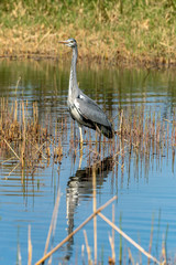 close up of a gray heron