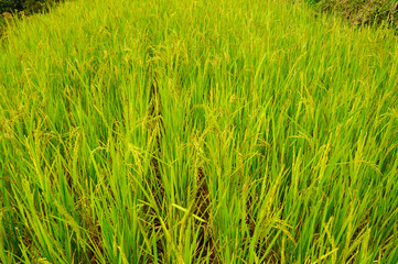 Rice field or paddy field in Malaysia. Paddy plant is still young about a few weeks old.
