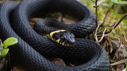 A young, small, non-venomous black snake with beautiful black scales lies on the forest green grass, moss, leaves on a spring-summer day in the forest and looks carefully ahead. Close up.