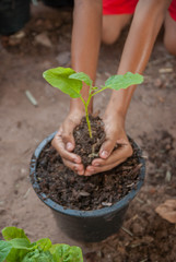 child planting a tree, child planting a tree