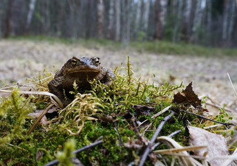 A gray-brown young toad sits on a hummock covered with green moss, grass and leaves close-up on a bright spring and summer day. Front view.
