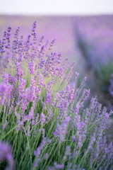 Naklejka premium Lavender field on a sunny day, lavender bushes in rows