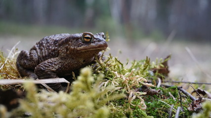 A gray-brown young toad sits on a hummock covered with green moss, grass and leaves close-up on a bright spring and summer day.