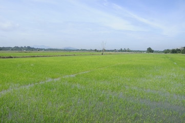 Fototapeta premium Rice field or paddy field in Malaysia. Paddy plant is still young about a few weeks old. 