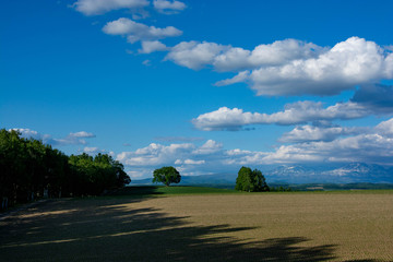 Fototapeta premium 初夏の野菜畑と青空 