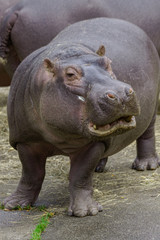 Fototapeta premium hippopotamus in zoo