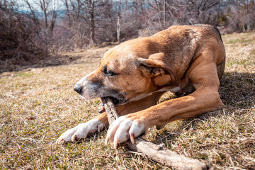 Brown dog playing with a stick with blue ski behind in the pyrenees orientales, France