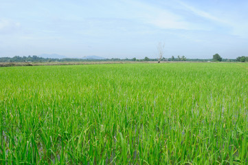 Rice field or paddy field in Malaysia. Paddy plant is still young about a few weeks old.
