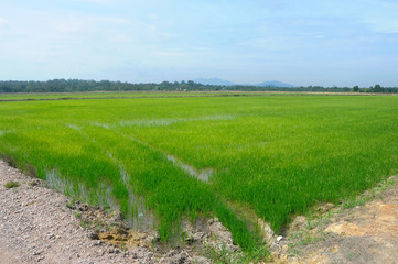 Fototapeta na wymiar Rice field or paddy field in Malaysia. Paddy plant is still young about a few weeks old. 