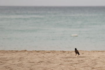 Fototapeta na wymiar Sparrow alone on the empty sandy beach of Phuket island