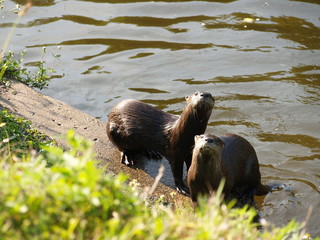 two otters on a rock