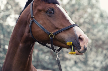 Fototapeta premium portrait of grazing bay sportive horse. close up