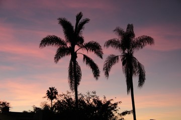Fototapeta na wymiar San Diego palms