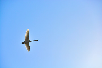 空を飛ぶハクチョウ