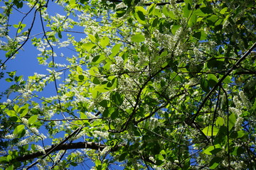 Weiße Blüten, grüne Blätter, blauer Himmel, Sonnenschein