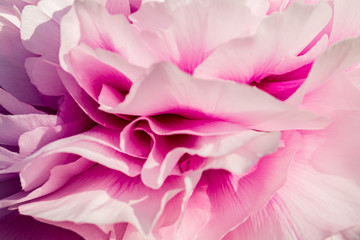 Spring flowers. Spring pink background. Beautiful airy pink peony flower