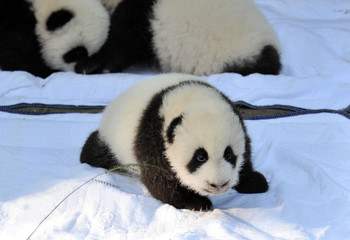 Cute newborn panda bears