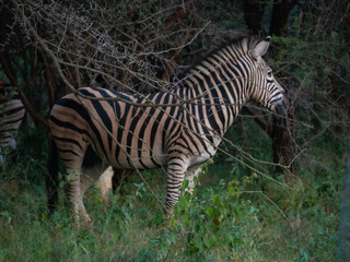 Fototapeta na wymiar A Zebra in a garden in the late afternoon