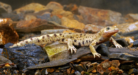  Pyrenean brook salamander / Pyrenäen-Gebirgsmolch (Calotriton asper) - Ordesa National Park ,...