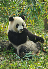 Cute giant panda bear eating bamboo