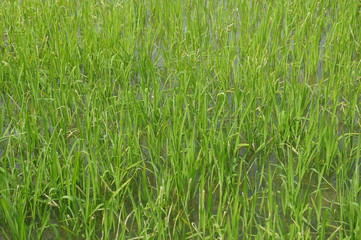 Rice field or paddy field in Malaysia. Paddy plant is still young about a few weeks old.
