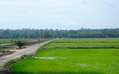 Rice field or paddy field in Malaysia. Paddy plant is still young about a few weeks old.
