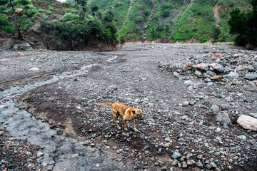 A dog near a river in Bankoualé